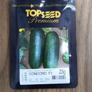 Sementes de pepino Concord